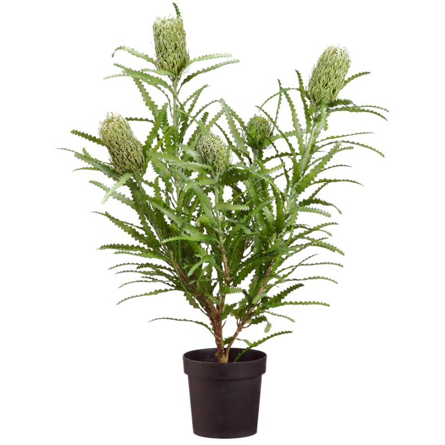 Blooming Banksia Bush